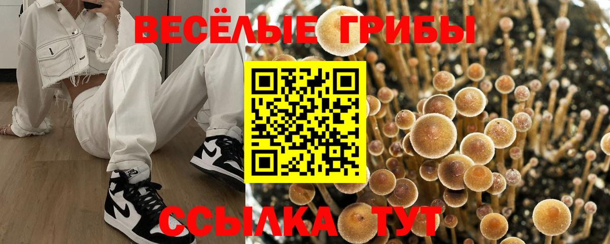 Псилоцибиновые грибы Psilocybe Кыштым
